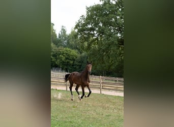 Zangersheider, Gelding, 1 year, 16 hh, Brown
