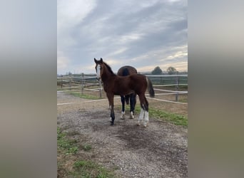Zangersheider, Gelding, 1 year, 16,2 hh, Brown-Light
