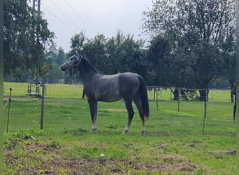 Zangersheider, Gelding, 1 year, Grey-Dapple