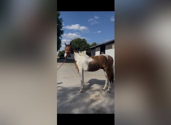 Zangersheider, Gelding, 2 years, 15.1 hh, Tobiano-all-colors
