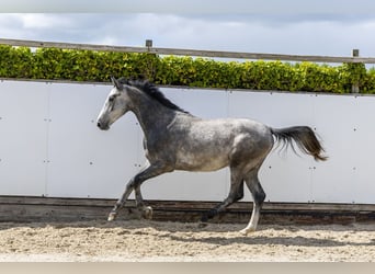 Zangersheider, Gelding, 2 years, 15.2 hh