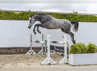 Zangersheider, Gelding, 2 years, 15.2 hh