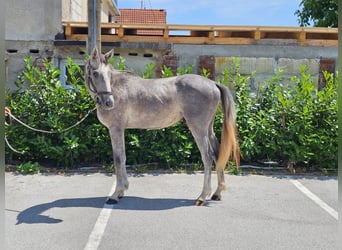 Zangersheider, Gelding, 2 years, 15,1 hh, Gray