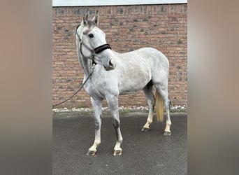 Zangersheider, Gelding, 2 years, 15,3 hh, Grey-Dapple