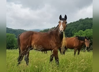 Zangersheider, Gelding, 2 years, 16.2 hh, Brown