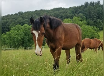 Zangersheider, Gelding, 2 years, 16.2 hh, Brown