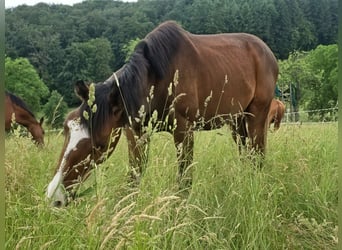 Zangersheider, Gelding, 2 years, 16.2 hh, Brown
