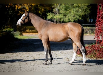 Zangersheider, Gelding, 2 years, 16 hh, Brown