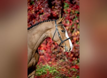 Zangersheider, Gelding, 2 years, 16 hh, Brown