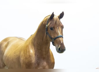 Zangersheider, Gelding, 2 years, 16,2 hh, Chestnut-Red