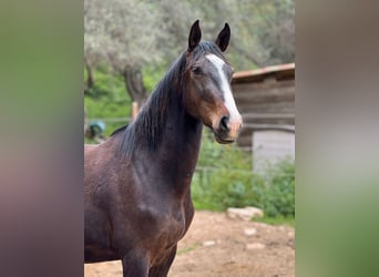 Zangersheider, Gelding, 3 years, 15.2 hh, Brown