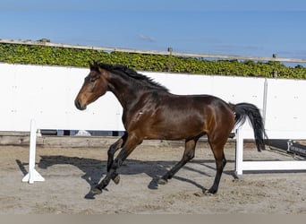 Zangersheider, Gelding, 3 years, 15.2 hh, Brown