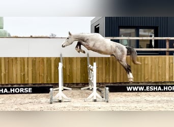 Zangersheider, Gelding, 3 years, 15.2 hh, Gray