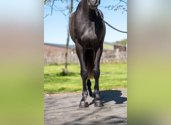 Zangersheider, Gelding, 3 years, 15.2 hh