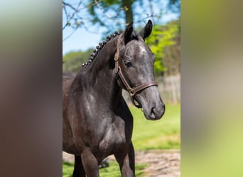 Zangersheider, Gelding, 3 years, 15.2 hh