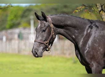 Zangersheider, Gelding, 3 years, 15.2 hh