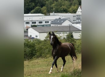 Zangersheider, Gelding, 3 years, 15.3 hh, Black Zangersheider, Gelding, 3 years, 15.3 hh, Black