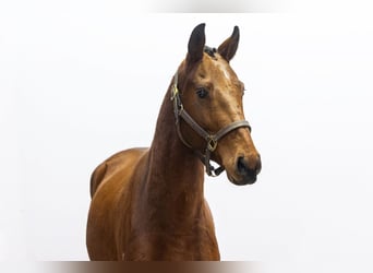 Zangersheider, Gelding, 3 years, 15,1 hh, Brown