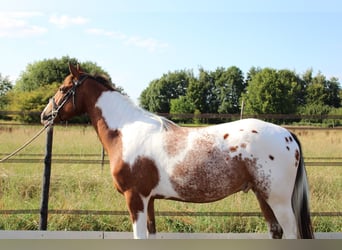 Zangersheider Mix, Gelding, 3 years, 15,1 hh, Pinto