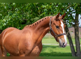 Zangersheider, Gelding, 3 years, 15,2 hh, Chestnut-Red