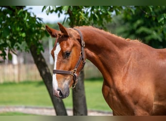 Zangersheider, Gelding, 3 years, 15,2 hh, Chestnut-Red