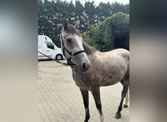 Zangersheider, Gelding, 3 years, 15,2 hh, Grey