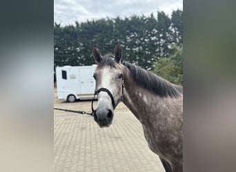 Zangersheider, Gelding, 3 years, 15,2 hh, Grey