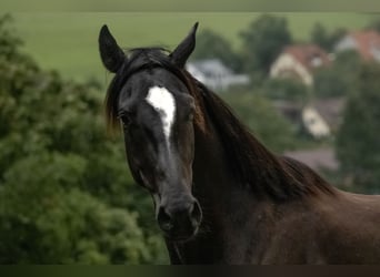 Zangersheider, Gelding, 3 years, 15,3 hh, Black