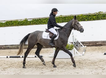 Zangersheider, Gelding, 3 years, 15,3 hh, Grey