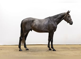 Zangersheider, Gelding, 3 years, 15,3 hh, Grey