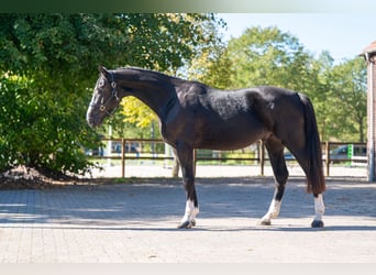 Zangersheider, Gelding, 3 years, 16.1 hh, Black
