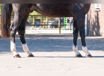 Zangersheider, Gelding, 3 years, 16.1 hh, Black