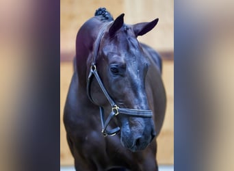 Zangersheider, Gelding, 3 years, 16,1 hh, Black