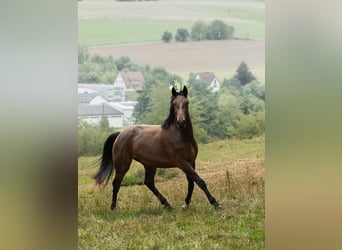 Zangersheider, Gelding, 3 years, 16.1 hh, Brown Zangersheider, Gelding, 3 years, 16.1 hh, Brown