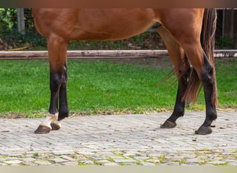 Zangersheider, Gelding, 3 years, 16.1 hh, Brown