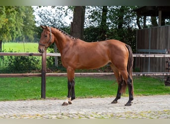 Zangersheider, Gelding, 3 years, 16.1 hh, Brown