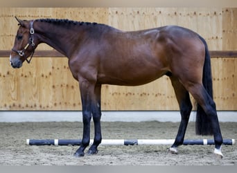 Zangersheider, Gelding, 3 years, 16,1 hh, Brown