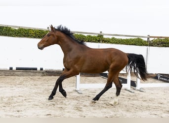 Zangersheider, Gelding, 3 years, 16.1 hh