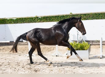 Zangersheider, Gelding, 3 years, 16.2 hh, Bay-Dark