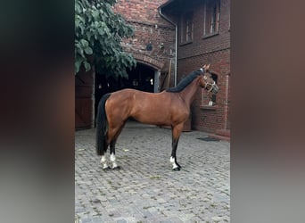 Zangersheider, Gelding, 3 years, 16,2 hh, Brown