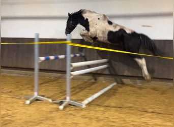 Zangersheider, Gelding, 3 years, 16,2 hh, Pinto