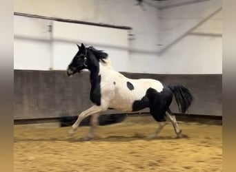 Zangersheider, Gelding, 3 years, 16,2 hh, Pinto