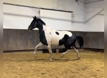 Zangersheider, Gelding, 3 years, 16,2 hh, Pinto