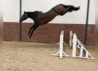 Zangersheider, Gelding, 3 years, 16.2 hh, Smoky-Black