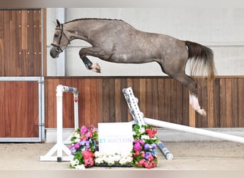 Zangersheider, Gelding, 3 years, 16.3 hh, Gray