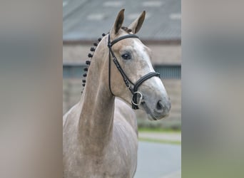Zangersheider, Gelding, 3 years, 16.3 hh, Gray