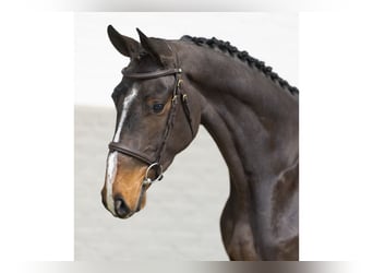 Zangersheider, Gelding, 3 years, 16 hh, Bay-Dark