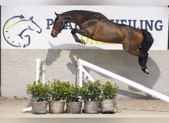 Zangersheider, Gelding, 3 years, 16 hh, Bay-Dark