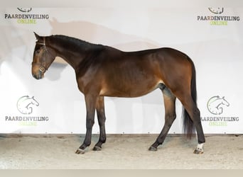 Zangersheider, Gelding, 3 years, 16 hh, Brown