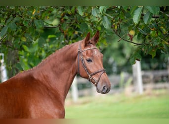 Zangersheider, Gelding, 3 years, 16 hh, Chestnut-Red